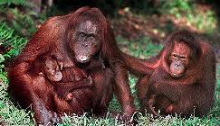 Ronnie the orangutan with offspring