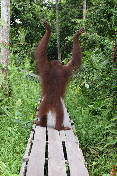 Orangutan Tunas walking on boardwalk while raising her hand up in the air