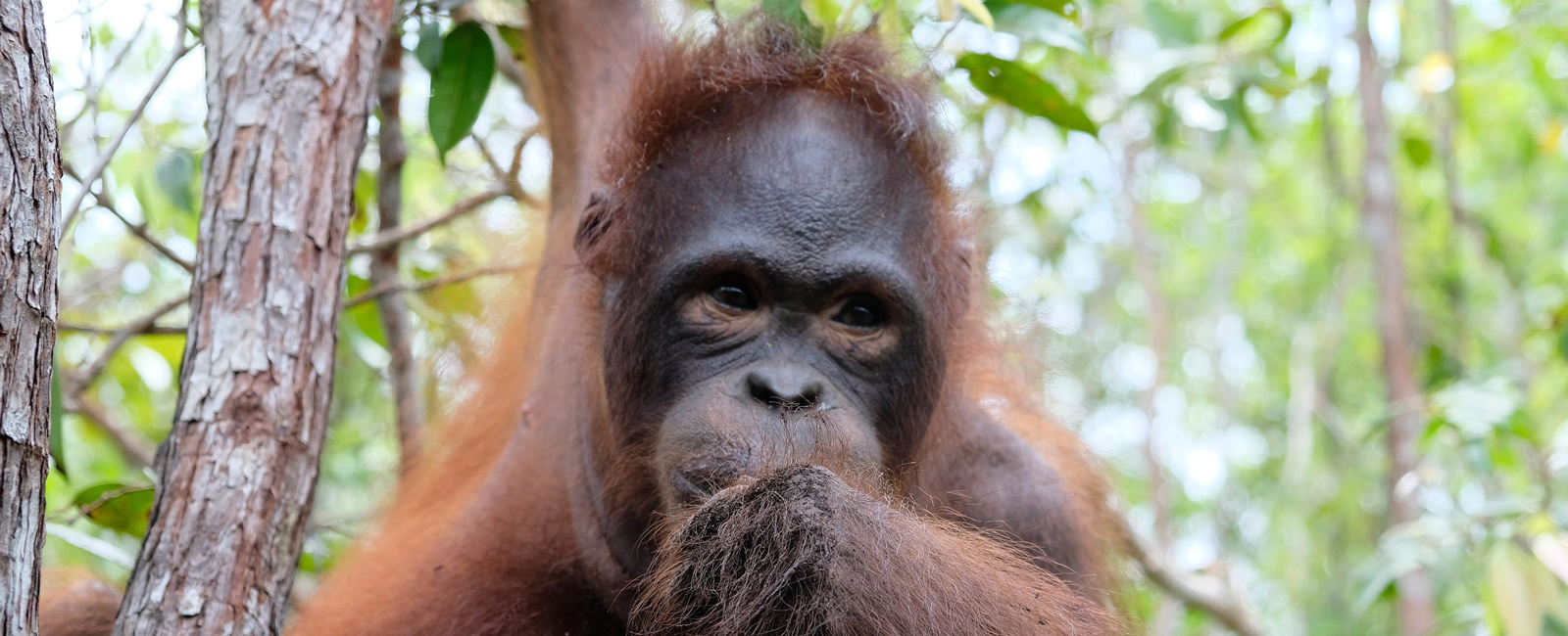 Orangutan Of The Month For Nov 18 Caca Official Orangutan Foundation International Site