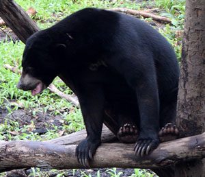 Read more about the article Bear of the Month for July, 2019: ORI,<br>Komet’s best friend
