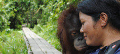 A Picture of Orangutan and his care taker at OCCQ