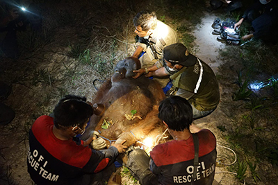 Photo of orangutan  ”Ash” rescued from fire near Pangkalan Bun  