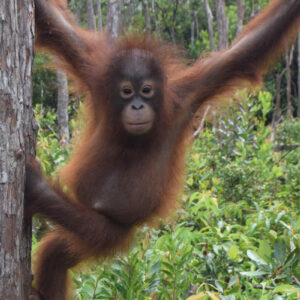 Proudfoot the orangutan