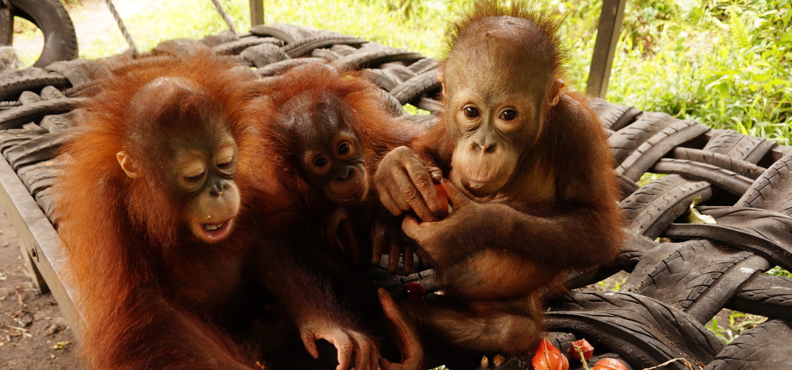 <span> Help Feed <br> Orangutans </span>