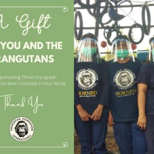 A $1000 Gift can sponsor the monthly salary of three orangutan caregivers
