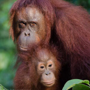A $100 Gift can sponsor one forest patrol team member “on patrol” days for a month