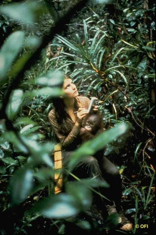 Biruté holding orphaned and rescued infant orangutan Sugito in her lap as she sits in the swamp collecting data on wild orangutans in the Camp Leakey study area.