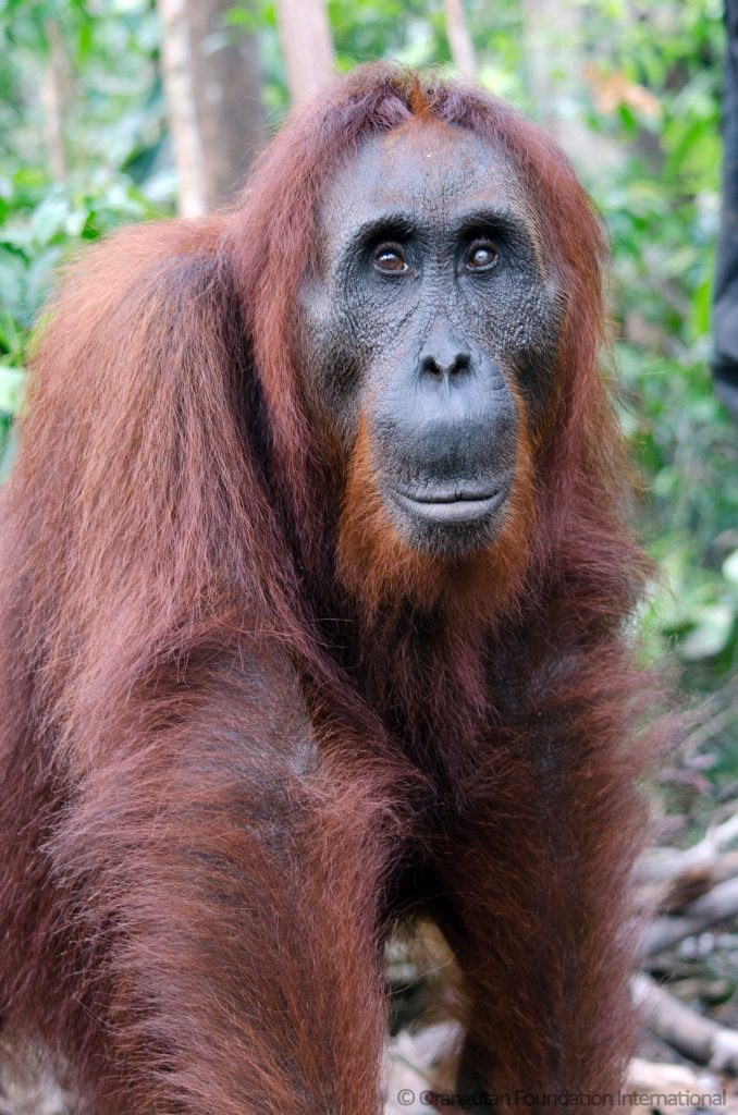 mad orangutan