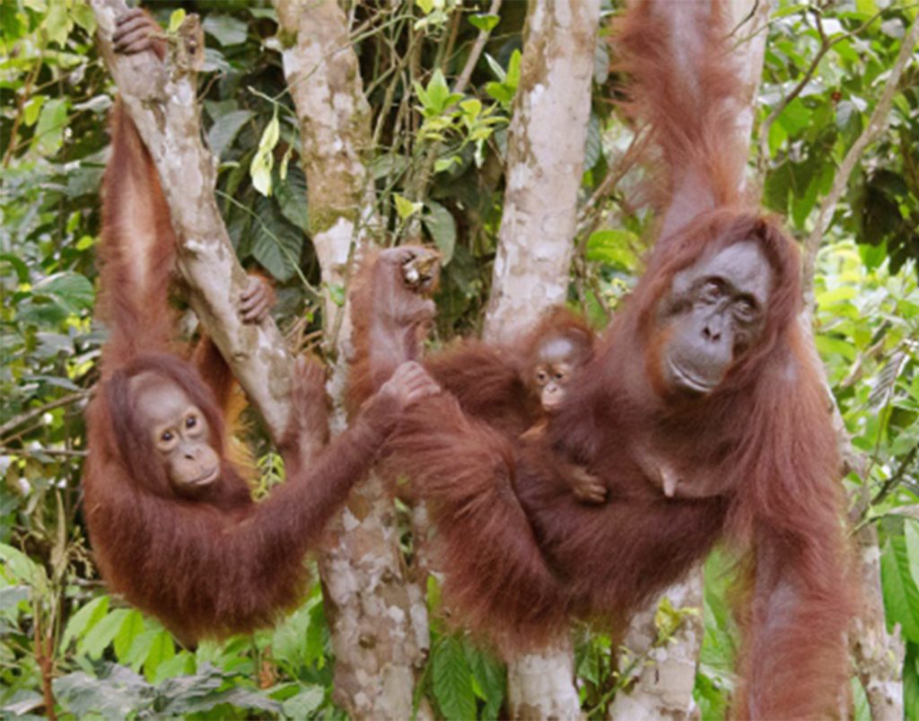 Orangutan mother with her juvenile & clinging infant offspring.