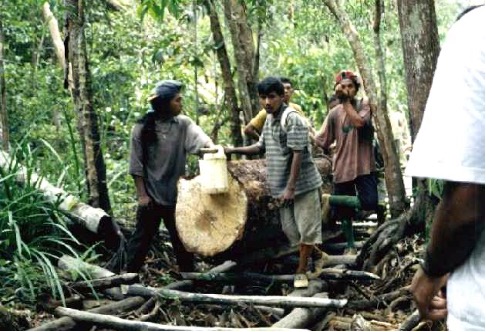 Illegal loggers in the center of Tanjung Puting and the wood they cut, shaped, and took out of the Park