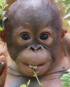 Photo of Koling the orangutan