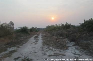 Hazy sunset over a decimated forest