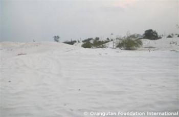 Once lush forest, this zircon mining site is now a “wasteland”