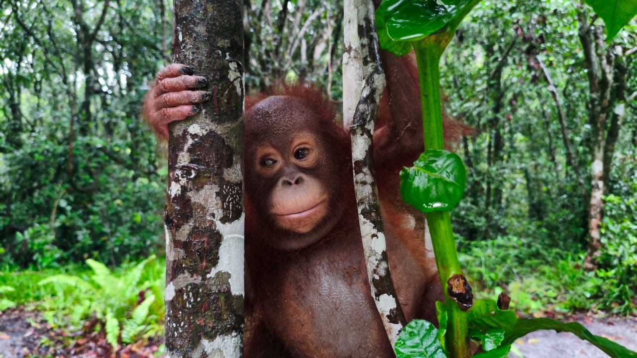 Orangutan Kamil as Srping/Summer Appeal 2025