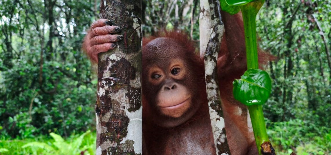 Orangutan Kamil as Srping/Summer Appeal 2025