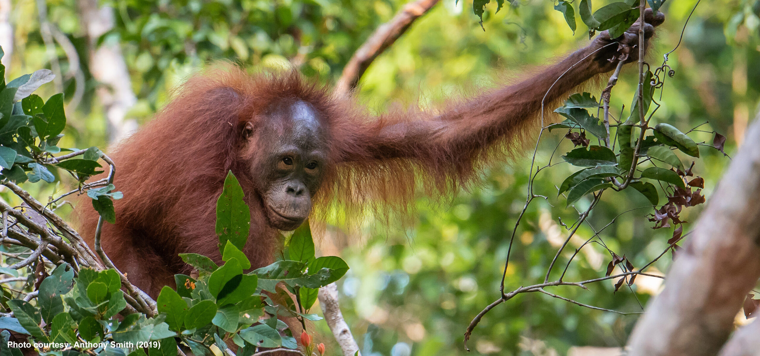 Orangutan juvenile as Fall Winter Appeal 2025