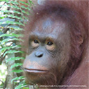 Picture of Bayat, an orphaned orangutan