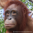 Picture of Benjamine, an orphaned orangutan