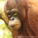 Picture of Cory Marder, an orphaned orangutan