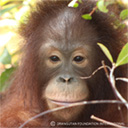 Picture of Crystal, an orphaned orangutan