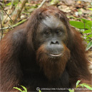 Picture of Karbank, an orphaned orangutan