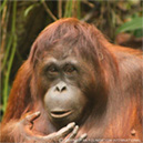 Picture of Krista, an orphaned orangutan