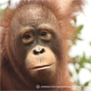 Picture of Proudfoot, an orphaned orangutan