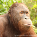 Picture of Trudeau, an orphaned orangutan